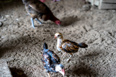 Ayam Kampung is a type of chicken originating from Indonesia and Malaysiaの写真素材