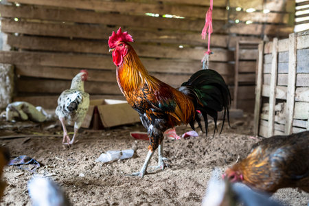 Ayam Kampung is a type of chicken originating from Indonesia and Malaysiaの写真素材