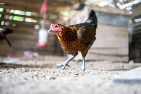 Ayam Kampung is a type of chicken originating from Indonesia and Malaysiaの写真素材