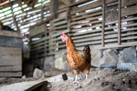 Ayam Kampung is a type of chicken originating from Indonesia and Malaysia