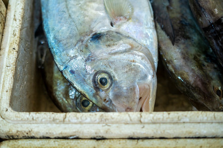 Fresh sea fish for sale in traditional marketの写真素材