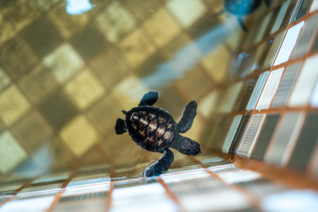 Baby Turtle in the conservation, in Ujung Genteng, Sukabumi, Indonesiaの写真素材