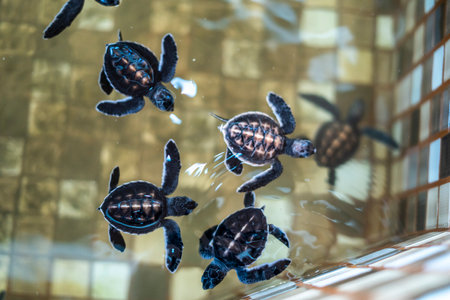 Baby Turtle in the conservation, in Ujung Genteng, Sukabumi, Indonesiaの写真素材