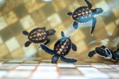 Baby Turtle in the conservation, in Ujung Genteng, Sukabumi, Indonesia