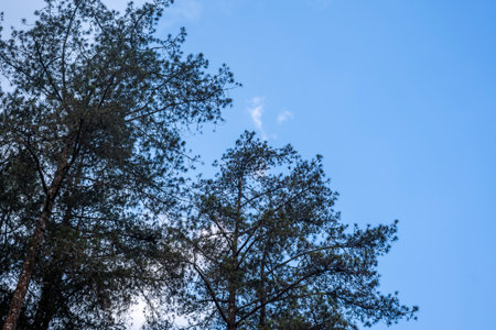 trees in nature during the day with a blue sky backgroundの写真素材