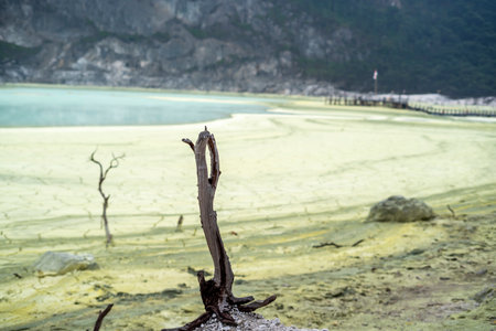 dead tree in Kawah Putih Crater lake in Ciwidey West Java, Bandung Indonesiaの写真素材