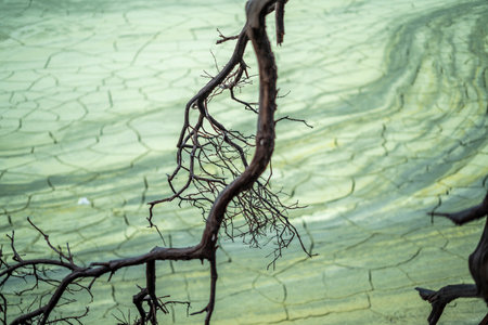 dead tree in Kawah Putih Crater lake in Ciwidey West Java, Bandung Indonesiaの写真素材