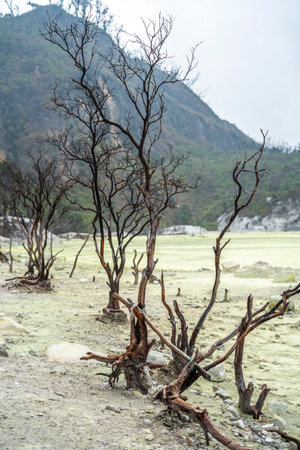 tree in Kawah Putih Crater lake in Ciwidey West Java, Bandung Indonesiaの写真素材