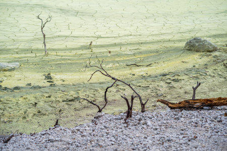 tree in Kawah Putih Crater lake in Ciwidey West Java, Bandung Indonesiaの写真素材