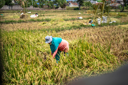 Farmers are harvesting rice in the rice fieldsの写真素材
