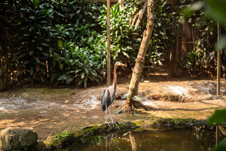 storks at Bandung Zooの写真素材