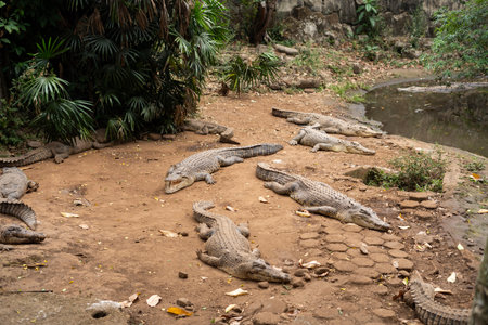 Crocodiles in action at Bandung Zooの写真素材