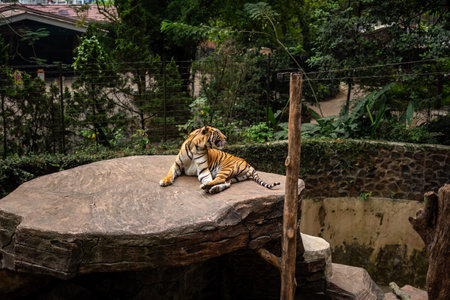 Tigers in action at Bandung Zooの写真素材