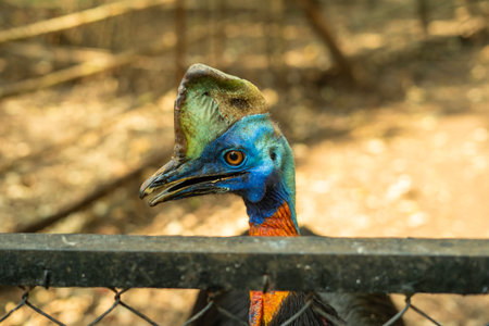 Cassowary birds at Bandung Zooの写真素材