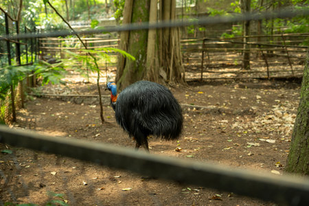 Cassowary birds at Bandung Zoo