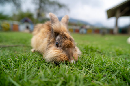 Fluffy rabbit bunny sitting green grass in spring summer backgroundの写真素材