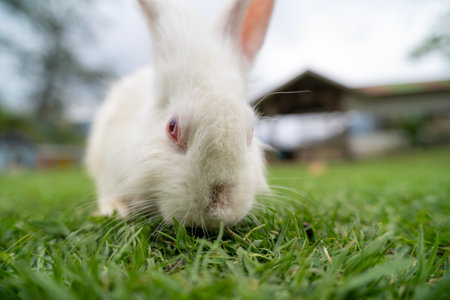Fluffy rabbit bunny sitting green grass in spring summer backgroundの写真素材