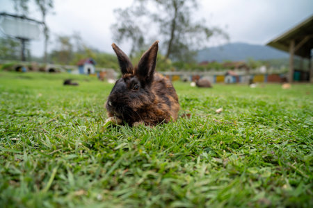 Fluffy rabbit bunny sitting green grass in spring summer backgroundの写真素材