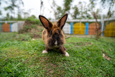 Fluffy rabbit bunny sitting green grass in spring summer backgroundの写真素材