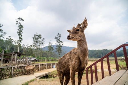 Deer breeding in Ranca Upas ciwidey bandungの写真素材
