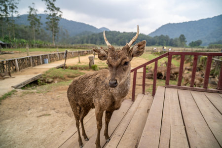 Deer breeding in Ranca Upas ciwidey bandungの写真素材