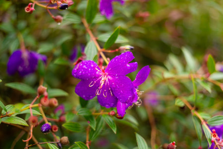 Purple Tibouchina flower with blurred backgroundの写真素材
