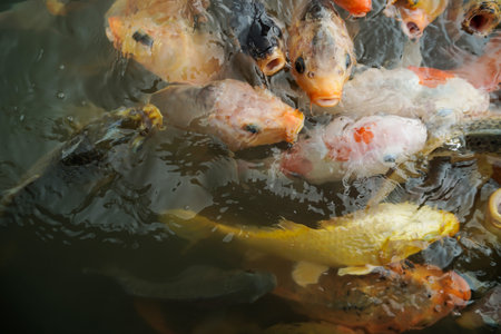 colorful koi fish swimming in pondの写真素材