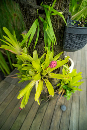 Green bromeliad plant attached to a tree with blurred backgroundの写真素材