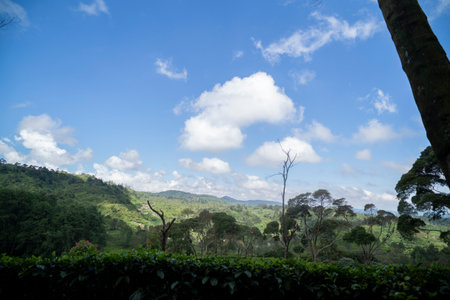 Tea plantation ciwidey highlands, Indonesiaの写真素材