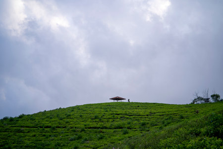 Tea plantation ciwidey highlands, Indonesiaの写真素材