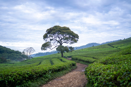 Tea plantation ciwidey highlands, Indonesiaの写真素材