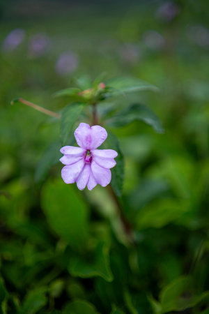 Impatiens hawkeri flower in purple with blurred backgroundの写真素材