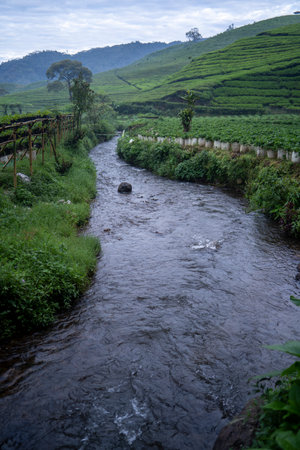 Small river in the middle of tea plantation. nature conceptの写真素材