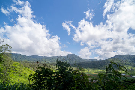 Tea plantation ciwidey highlands, Indonesia