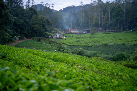 Tea plantation ciwidey highlands, Indonesiaの写真素材