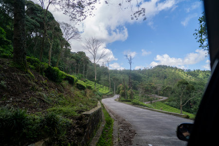 Tea plantation ciwidey highlands, Indonesiaの写真素材