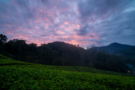 the atmosphere at sunrise in the Ciwidey tea plantation, Bandungの写真素材