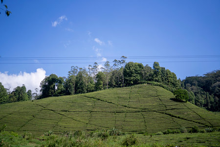 Tea plantation ciwidey highlands, Indonesiaの写真素材