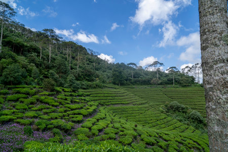 Tea plantation ciwidey highlands, Indonesia