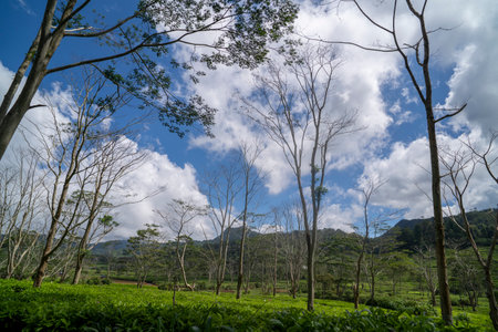 Tea plantation ciwidey highlands, Indonesia