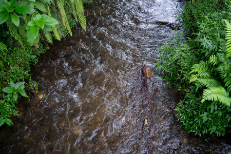 Small river in the middle of tea plantation. nature conceptの写真素材
