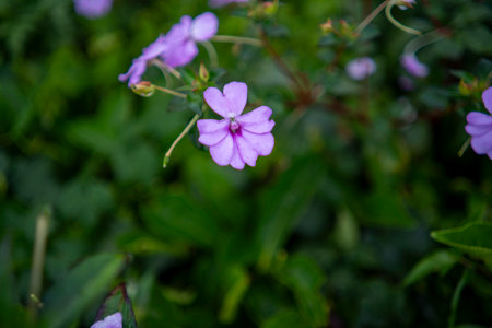 Impatiens hawkeri flower in purple with blurred backgroundの写真素材