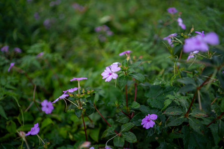 Impatiens hawkeri flower in pink with blurred backgroundの写真素材