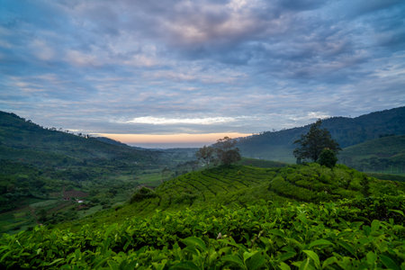 the atmosphere at sunrise in the Ciwidey tea plantation, Bandungの写真素材