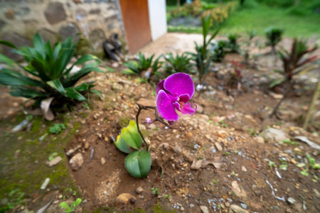 Purple Doritaenopsis orchid with blurred backgroundの写真素材