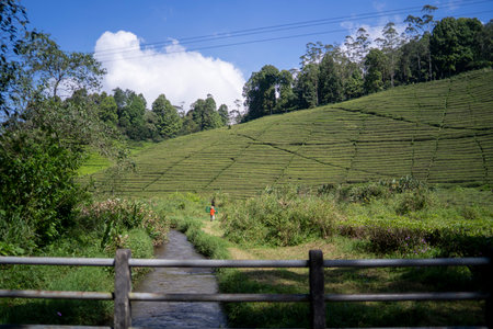 Tea plantation ciwidey highlands, Indonesiaの写真素材