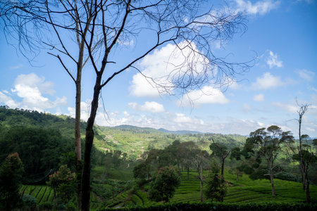 Tea plantation ciwidey highlands, Indonesiaの写真素材