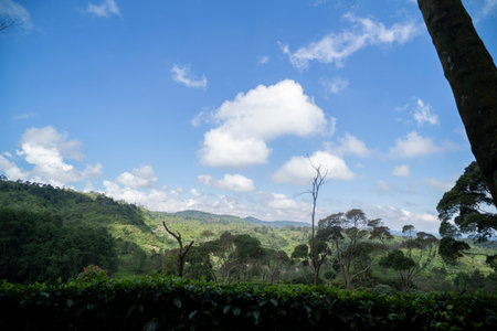 Tea plantation ciwidey highlands, Indonesiaの写真素材
