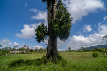 Tea plantation ciwidey highlands, Indonesiaの写真素材