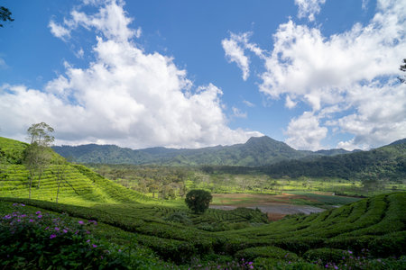 Tea plantation ciwidey highlands, Indonesiaの写真素材
